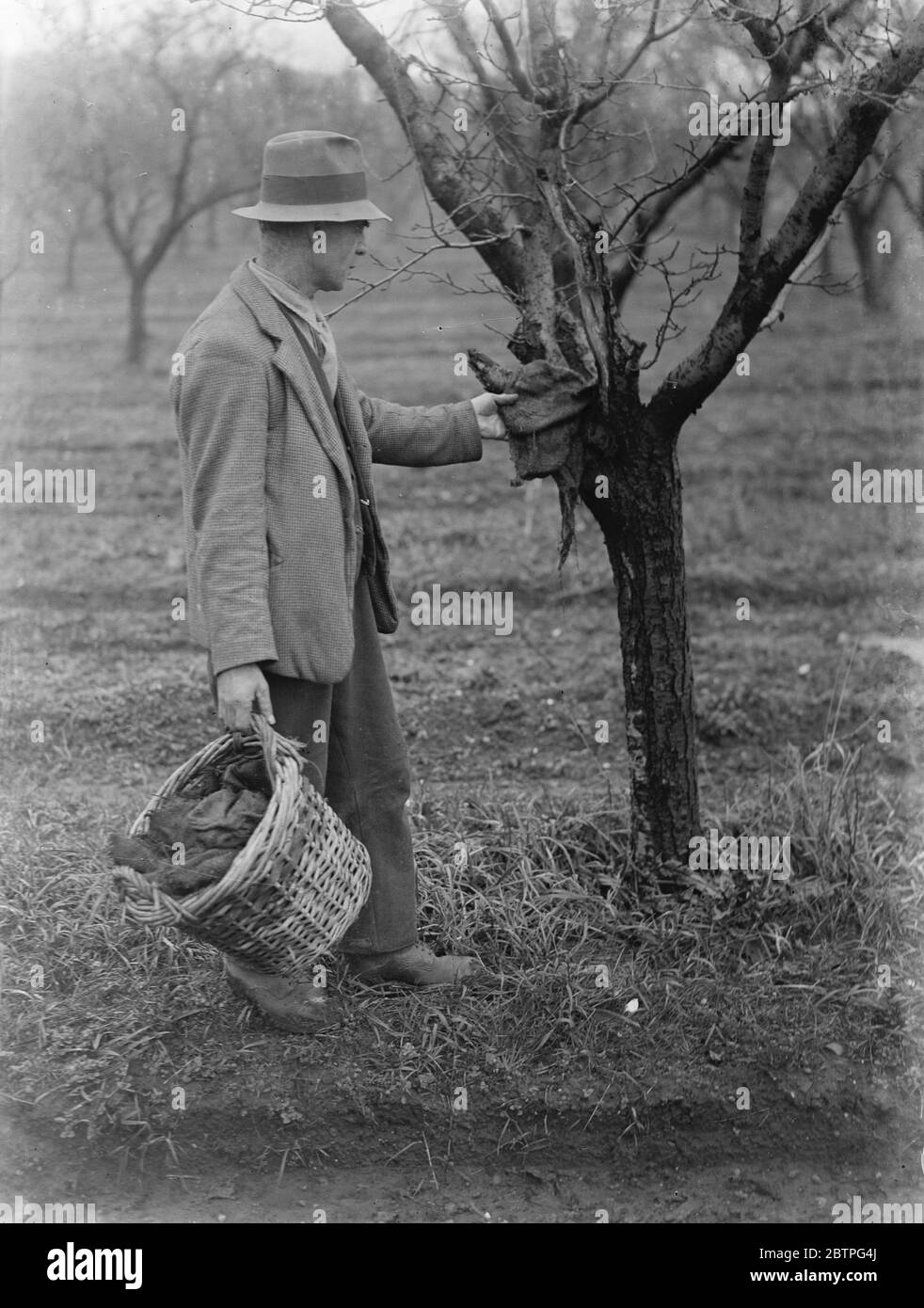 Obstbaumschutz . Ein Bauer stellt eine Insektenfalle auf einem Baum auf. 1939 . Stockfoto