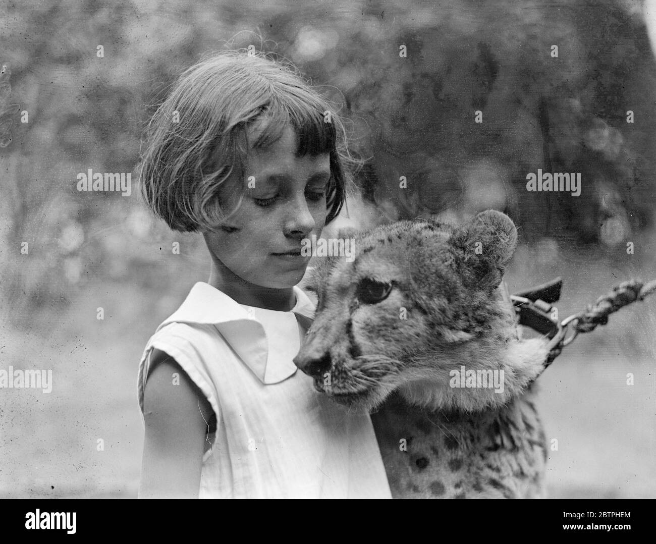 Prinz. Felix, der zahme Leopard, findet im London Zoo viele Spielkameraden, jetzt, da die Sommerferien der Schüler in vollem Gange sind. Pauline Taylor macht sich mit dem zahmen Leoparden Felix im London Zoo angefreundet. 16 August 1932 . Stockfoto