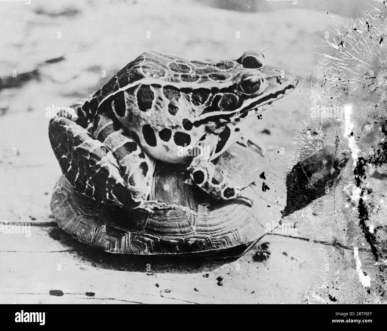 Langsam, aber sicher. Eine entgegenkommende langsam bewegende Schildkröte gibt dem beobachtenden Leopardenfrosch genügend Zeit, um die Landschaft zu genießen. Mai 1934 Stockfoto