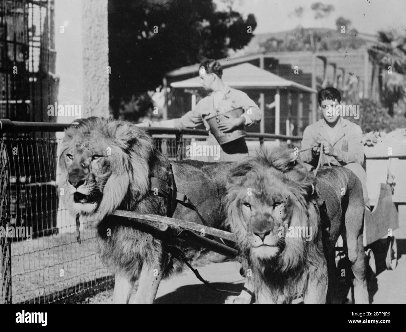 Löwen gebrochen, um Geschirr . Tarzan (links) und König Zeichnung der Wagen rund um die California Zoological Society 's Gärten. November 1935 Stockfoto