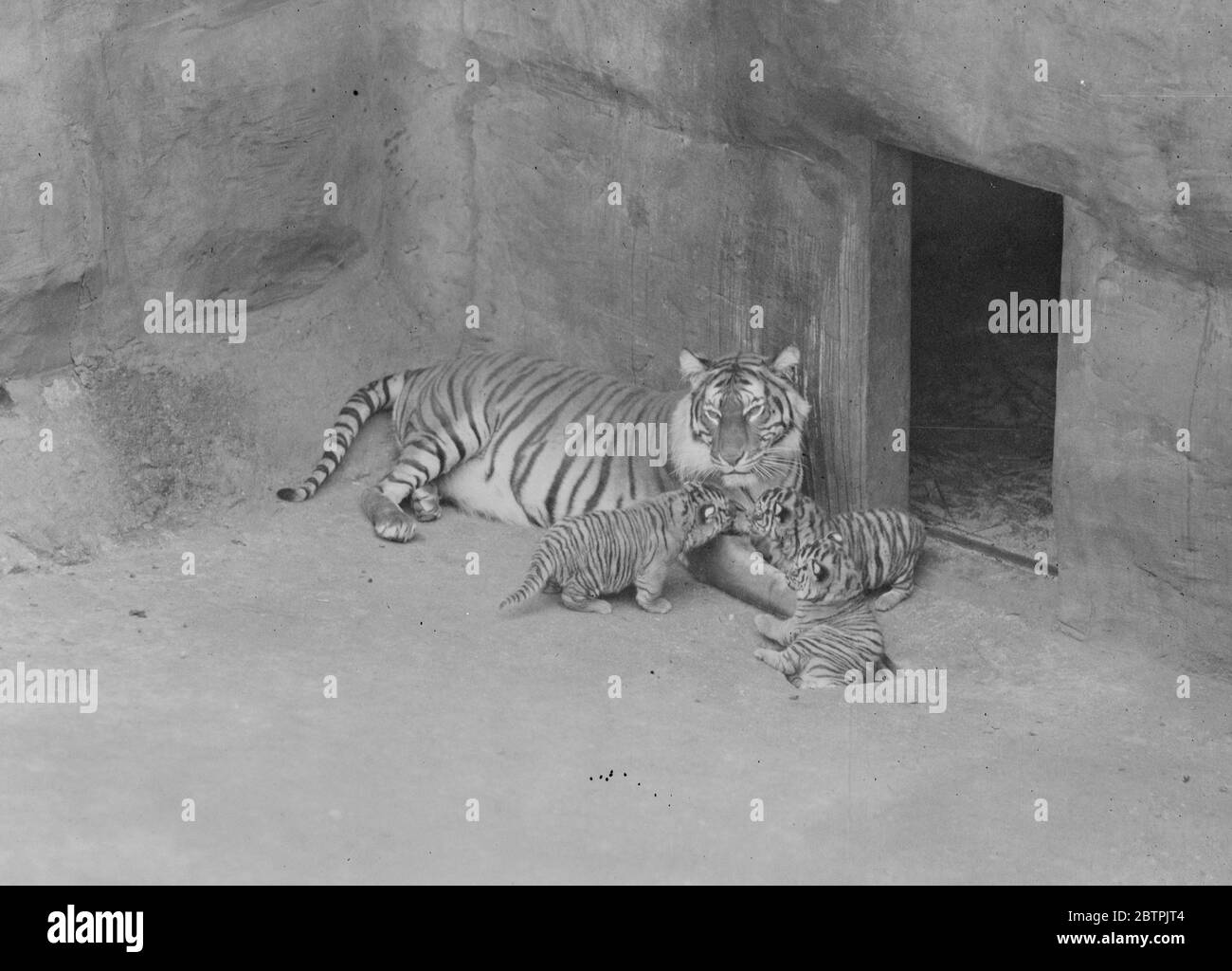 Whipsnade Tigerin . Ranee lacht über die Kamera, als sie ihre drei Jungen zeigt. 14. Oktober 1935 Stockfoto