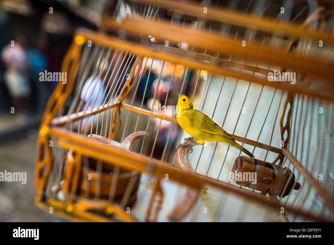 Ein Tiervogel (ein kanarienvogel) wird in einem Vogelkäfig auf dem Vogelmarkt in Cartagena, Kolumbien, gesehen. Stockfoto