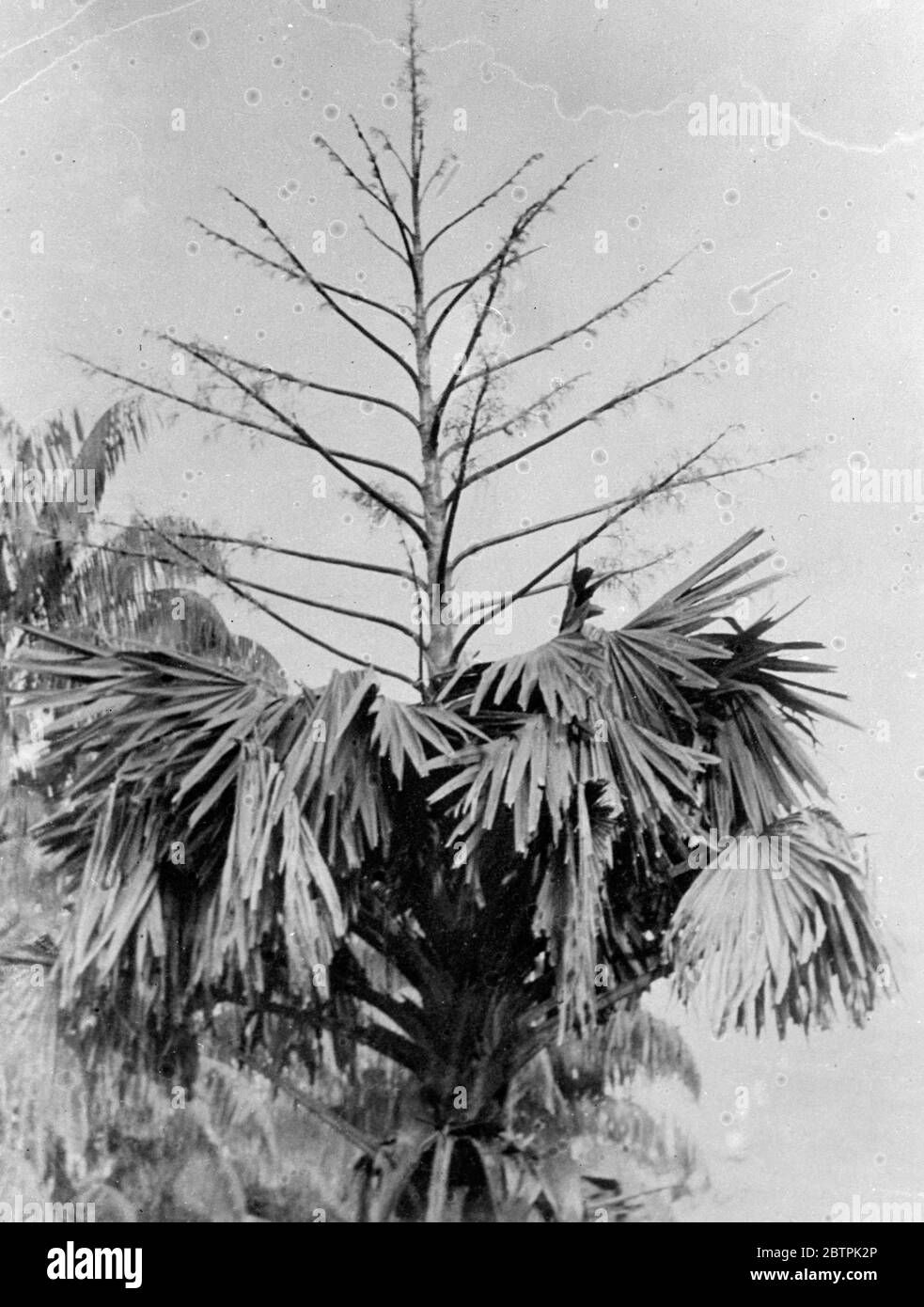 Seine Herrlichkeit bedeutet Tod. Baum, der einmal im Leben von 40 Jahren blüht. Die Natur hat eher einen gemeinen Trick auf der Talipot Palm gespielt, eine Art, die in Ceylon und Südindien bekannt ist. Dieser Baum lebt seit 40 Jahren und in dieser Zeit blüht er nur einmal. Für eine Zeit ist es eine Flamme der Schönheit, aber seine Herrlichkeit ist von kurzer Dauer, für blühte es sterben muss. Eine Taliput Palme in den Botanischen Gärten in Singapur hat diese letzte Phase ihrer Karriere. Eine grüne Spitze hat über den Kronblättern geschossen. Auf diesem wächst der große Blütenstand, der den Tod ankündigt. Foto zeigt , die Talipot Palm Stockfoto