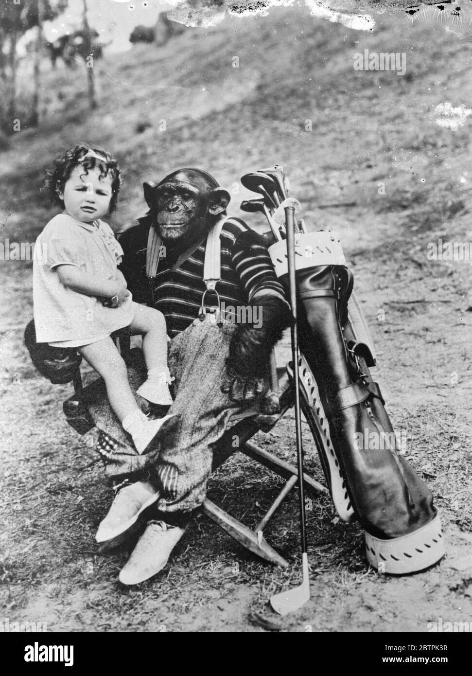 Golfen Schimpansen . Mit Baby Patsy, seinem Lieblingspartner, auf seinem Knie Jiggs, Hollywood berühmten Golfen Schimpansen, ruht während einer strenous Runde auf dem Hollywood-Kurs. Sowohl Jiggs als auch Baby Patsy erschienen in den berühmten Our Gang Komödien. Januar 1936 Stockfoto
