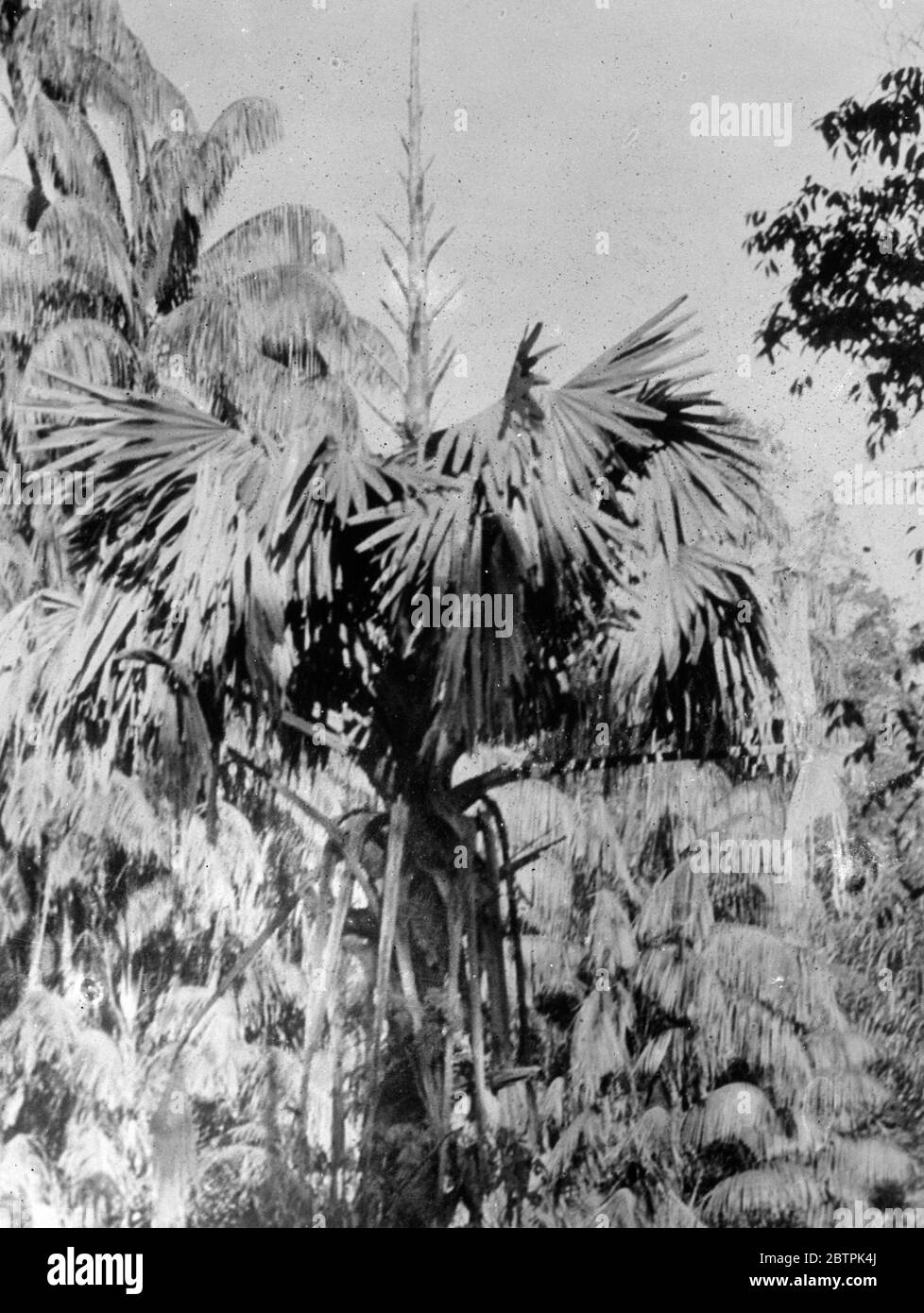 Seine Herrlichkeit bedeutet Tod. Baum, der einmal im Leben von 40 Jahren blüht. Die Natur hat eher einen gemeinen Trick auf der Talipot Palm gespielt, eine Art, die in Ceylon und Südindien bekannt ist. Dieser Baum lebt seit 40 Jahren und in dieser Zeit blüht er nur einmal. Für eine Zeit ist es eine Flamme der Schönheit, aber seine Herrlichkeit ist von kurzer Dauer, für blühte es sterben muss. Eine Taliput Palme in den Botanischen Gärten in Singapur hat diese letzte Phase ihrer Karriere. Eine grüne Spitze hat über den Kronblättern geschossen. Auf diesem wächst der große Blütenstand, der den Tod ankündigt. Foto zeigt , die Talipot Palm Stockfoto