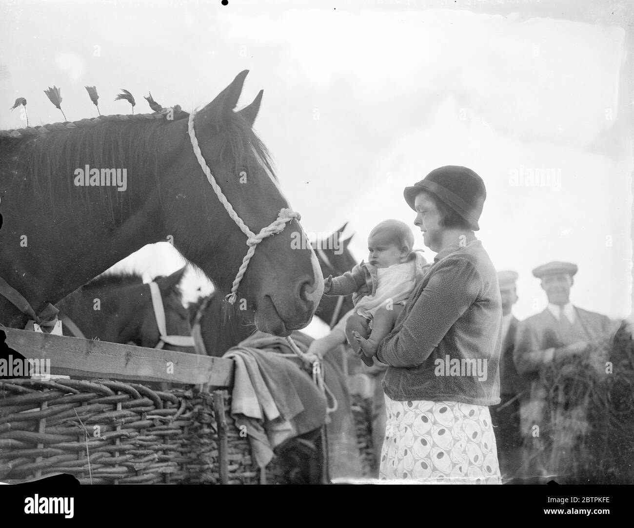 Gute Freunde. Sieben Monate alter Besucher der Great Hertfordshire Show. Die große Hertfordshire, landwirtschaftliche Show ist in Arbeit in Hatfield Park. Foto zeigt, Joan Golder, im Alter von sieben Monaten, Freundschaften mit Tendley Charity, eine preisgekrönte Shire Stute von W Clark und Sohn von Amersham im Besitz. Juli 1936 Stockfoto