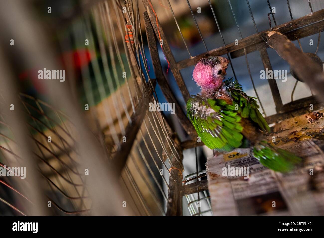 Ein Tiervogel (ein Amazonas-Papagei), der von schweren Federverlust betroffen ist, wird in einem Vogelkäfig auf dem Vogelmarkt in Cartagena, Kolumbien, gesehen. Stockfoto