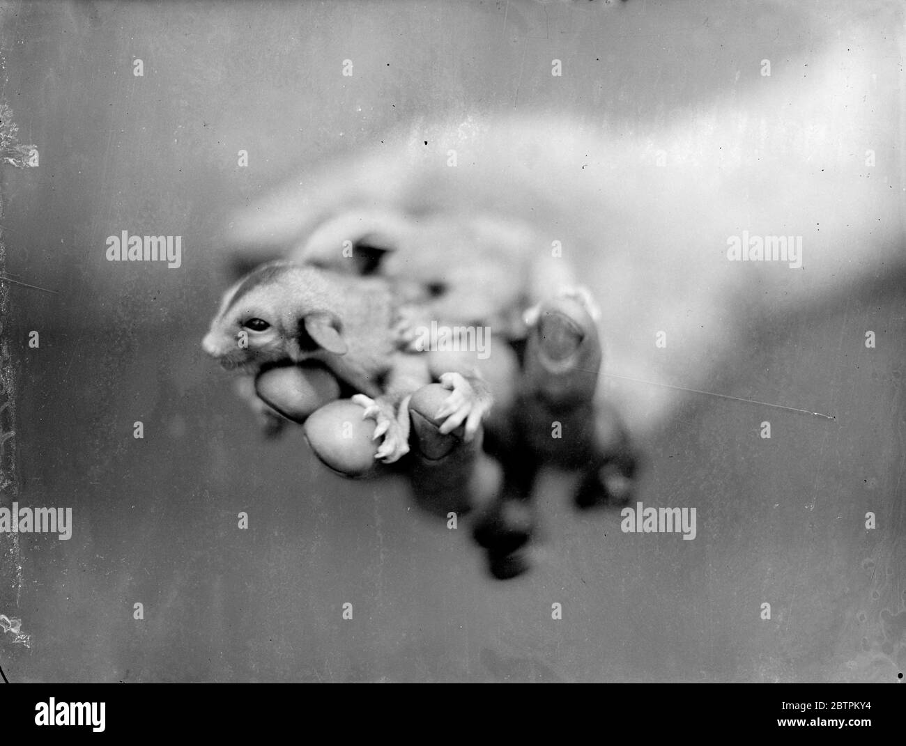 Die Verwendung von Mutter . Baby Flying Opossum sind erstmals im London Zoo zu finden. Zwei kleine hellgraue Pelzbündel mit großen dunklen Augen in einem kleinen spitzen Gesicht gesetzt haben gerade ihren Auftritt im "Nagetierhaus" des London Zoo gemacht. Sie sind fliegende Opossum , die, wenn sie voll gewachsen wird etwa drei Viertel der Größe des gemeinsamen grauen Eichhörnchen sein . Geboren erst vor wenigen Wochen, haben sich die Babys gerade in der Öffentlichkeit gezeigt. Der fliegende Opossum, der seine Jungen in einem Beutel wie ein Känguru trägt, kann von Baum zu Baum gleiten, indem er Membran zwischen ihren Hintern- und Vordergliedern verwendet. Foto sho Stockfoto