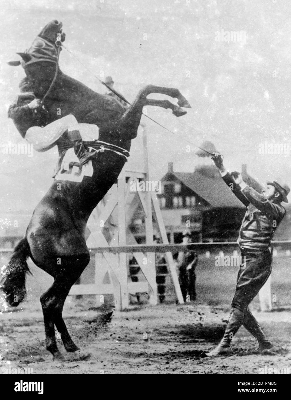 Nur Das Pferd Lachte! Foto zeigt : en Masse , ein Rennpferd [ Seabiscuit ? ] Mit einem Vorgeschmack auf praktische Witze , tun sein Bestes ( oder Schlimmste ! ) Um von seinem Reiter, Little Ira Hanford, in Jamaika zu entsorgen. Hanford hielt für alle, die er wert war als Rennpferd Beamten am anderen Ende des Helter tat sein Bestes, um die fast senkrecht Ross zurück zur Erde. Mai 1936 Stockfoto