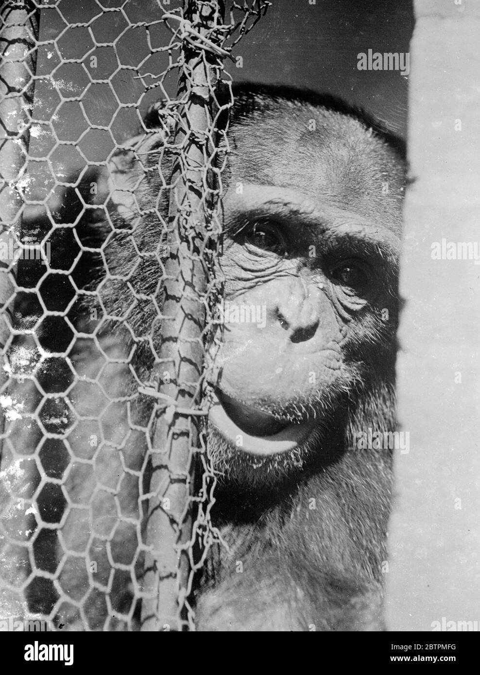 Josephine trauert um ihren Kumpel. Josephine, Lieblings-Schimpanse der Gärten, ist die erbärmlichste Figur in der Melbourne Zoo, Denn sie hat ihren lebenslangen Kumpel Jo verloren. Zwei Wanderoo-Affen wurden in die Quartiere ihres toten Kumpels gelegt und Josephine verbringt ihre Tage damit, durch die Gitter zu schauen und nach etwas Ähnlichkeit mit ihrem ehemaligen Spielkameraden zu suchen. Es wurden Anstrengungen unternommen, um sie abzulenken, aber Josephine bleibt untröstlich und verbringt ihre Tage nur mit dem Blick aus ihrem Käfig auf der hoffnungslosen Suche nach Jo. Foto zeigt, Josephine starrt traurig aus den Gittern ihres Käfigs im Melbourne Zoo auf der Suche nach ihrem verlorenen Kumpel Stockfoto