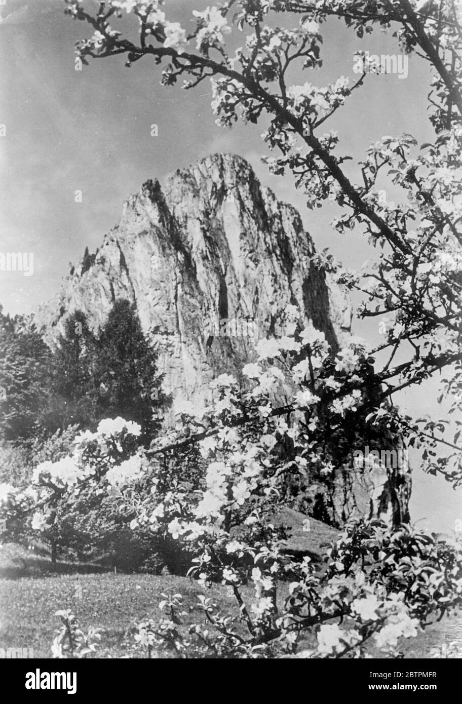 Frühling in Österreich . Blüten des Frühlings bilden einen natürlichen Rahmen für einen mächtigen Felsen im Salzkammergut in Oberösterreich. 20. April 1936 Stockfoto