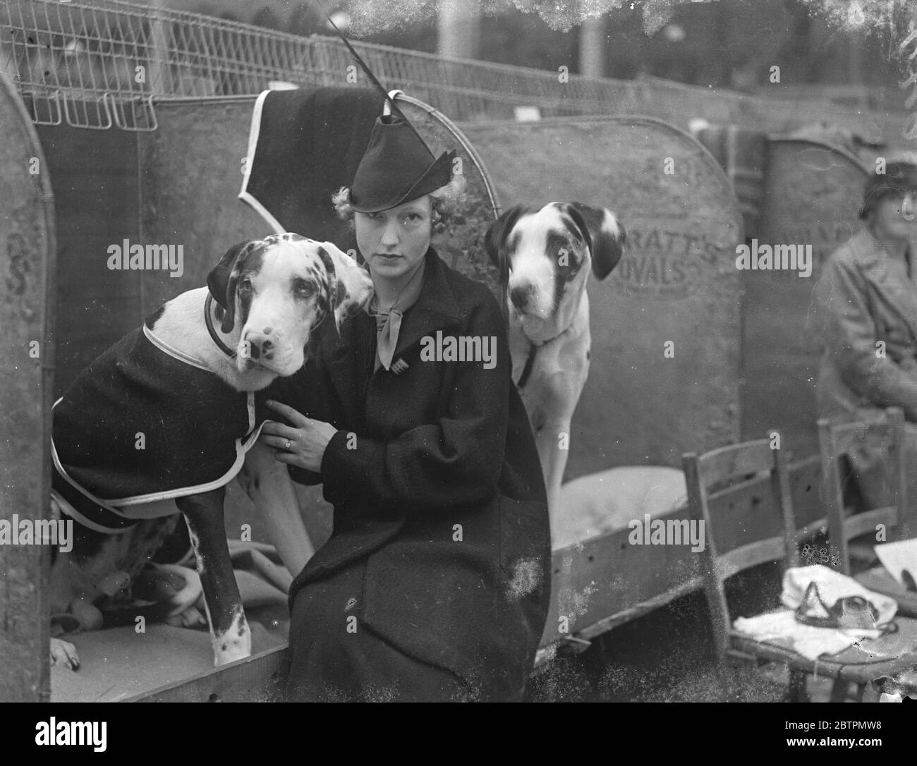 Harlekin bei der Crystal Palace Show. Die Metropolitan and Essex Canine Show wird im Crystal Palace in London durchgeführt. Foto zeigt: Miss Wuidart mit einem ihrer Harlekin-Doggen. November 1936 Stockfoto