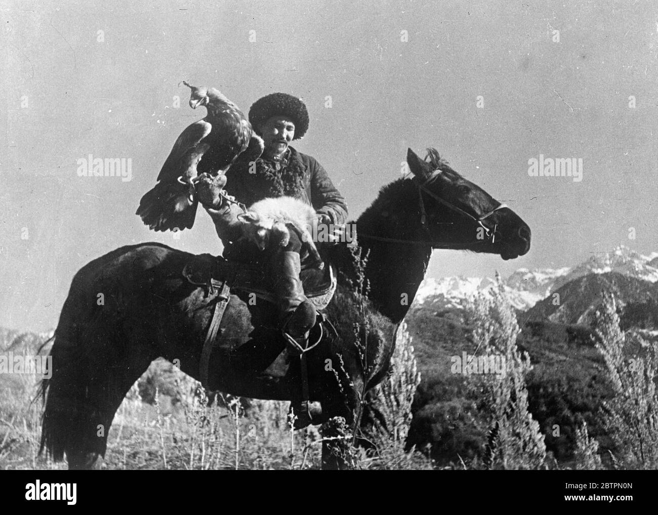 Seine Aufgabe abgeschlossen . Jagd Füchse mit einem Goldenen Adler . In der bergigen Staat Kasachstan, nicht weit von der Grenze der Sowjetunion und Westchina, Fuchsjagd wird mit geschulten Goldenen Adler, Raubvögel, die zu den heftigsten und stärksten auf der Erde sind getan. Diese Bilder sind wahrscheinlich die ersten überhaupt von diesem bemerkenswerten Sport gemacht. Der Vogel, trägt Scheuklappen, wartet geduldig, bis der Jäger ein Tier aus der Reichweite seiner Waffe erblicken. Die Scheuklappen werden dann entfernt, der Adler breitet seine mächtigen Flügel aus und fliegt in die Luft, bis er, nachdem er seine Beute gesichtet hat, swoockt Stockfoto