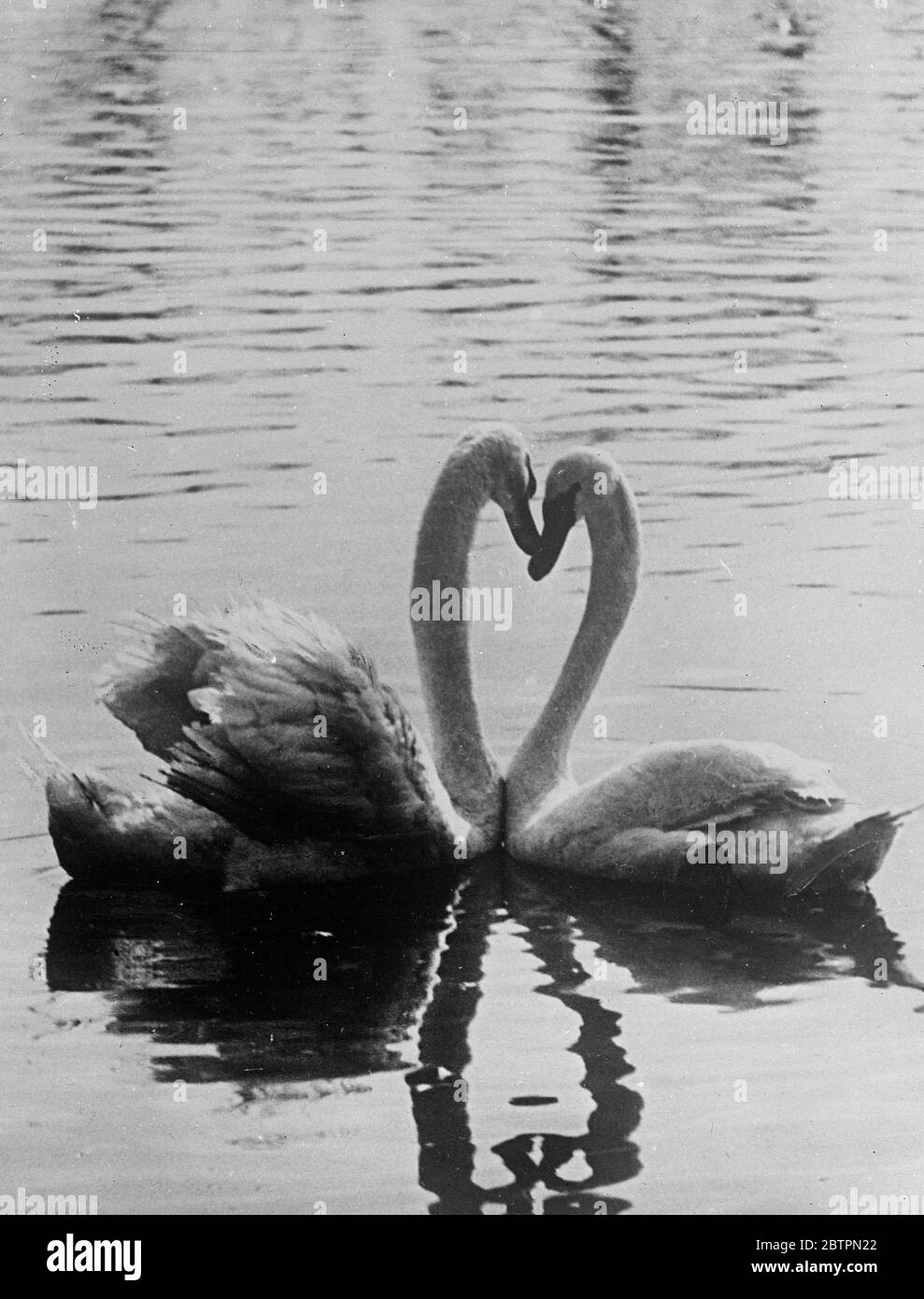 Zwei mit einem einzigen Herzen!. Anmutige Hälse als Schwäne tun ein wenig Abrechnung und Gurren in einer ruhigen Ecke des Teiches. Herzform 22 April 1937 Stockfoto