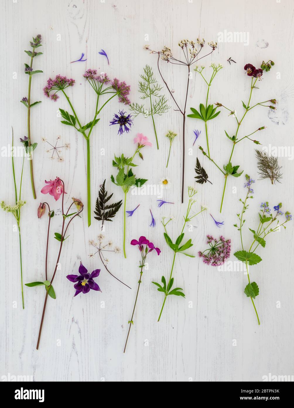 Gartenblumen - Spätherfrühling Frühsommer flach legen rosa und lila - UK Stockfoto