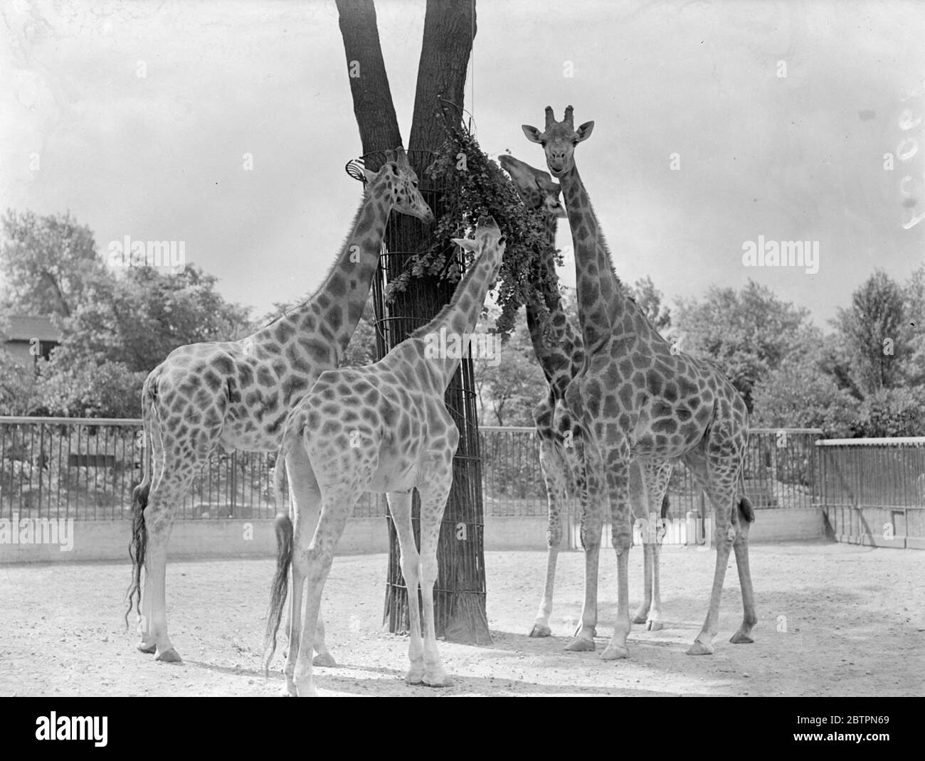 High Living!. Zoos Giraffen haben ihr erstes Elmblatt-Bankett in diesem Jahr. Die Fort Giraffen im Londoner Zoo 'tucking in' zu ihrer ersten Mahlzeit von Elm verlässt dieses Jahr. Elmblätter sind die Sommernahrung der Giraffe. Die Giraffen auf dem Bild sind Betty, George, Maudie und Charlie. Juni 1937 Stockfoto