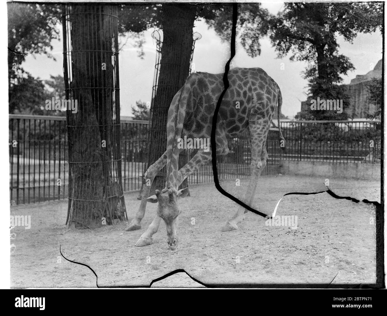 Neues Problem mit dem Essen. Von ihrer großen Höhe bis zum Boden für ihr Essen reichend, stellte ein neues Problem für diese weibliche Giraffe im London Zoo dar, war aber auch zu verlockend, um ignoriert zu werden und sie fand bald einen Weg, 'darauf zu kommen'. Im Gegensatz zum Männchen sucht die Giraffe diese Methode immer, wenn sie den seltenen Verlauf der Fütterung vom Boden aus nimmt 6. Juni 1937 Stockfoto