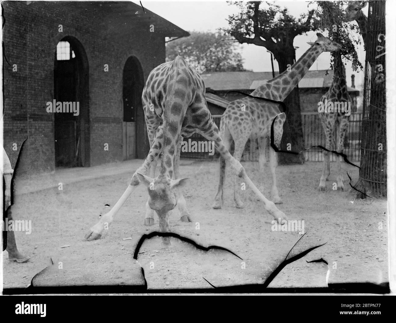 Entwurf führt die 'Splits' aus. Mit seinen unbäntigen Beinen, die weit gestreckt sind, bildet einer der Giraffen im London Zoo ein perfektes Dreieck, da er seinen langen Hals senkt, um vom Boden zu essen. Diese ungewöhnliche Haltung wird immer von der Mile Giraffe übernommen. Begleiter im Hintergrund suchen eine natürlichere Methode der Fütterung. Juni 1937 Stockfoto