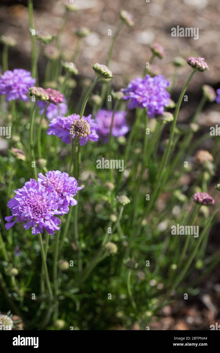 Scabiosa columbaria „flattern Deep Blue“. Stockfoto