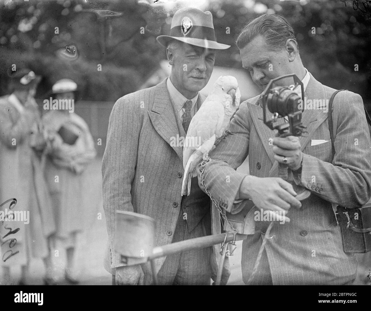 Kakadu brauchte eine Abcoaxing. Zoo-Übertragung. Unter der Überzeugung von 'Onkel Mac' (Mr McCulloch) und Dr. Seth Smith sendeten Tiere und Vögel des Londoner Zoos heute Nachmittag (Montag) im Regionalprogramm. Foto zeigt, ' Onkel Mac' (rechts) und Dr. Seth Smith koaxial ein Kakadu, um sein Broadcast-Debüt zu machen. 21 Juni 1937 Stockfoto