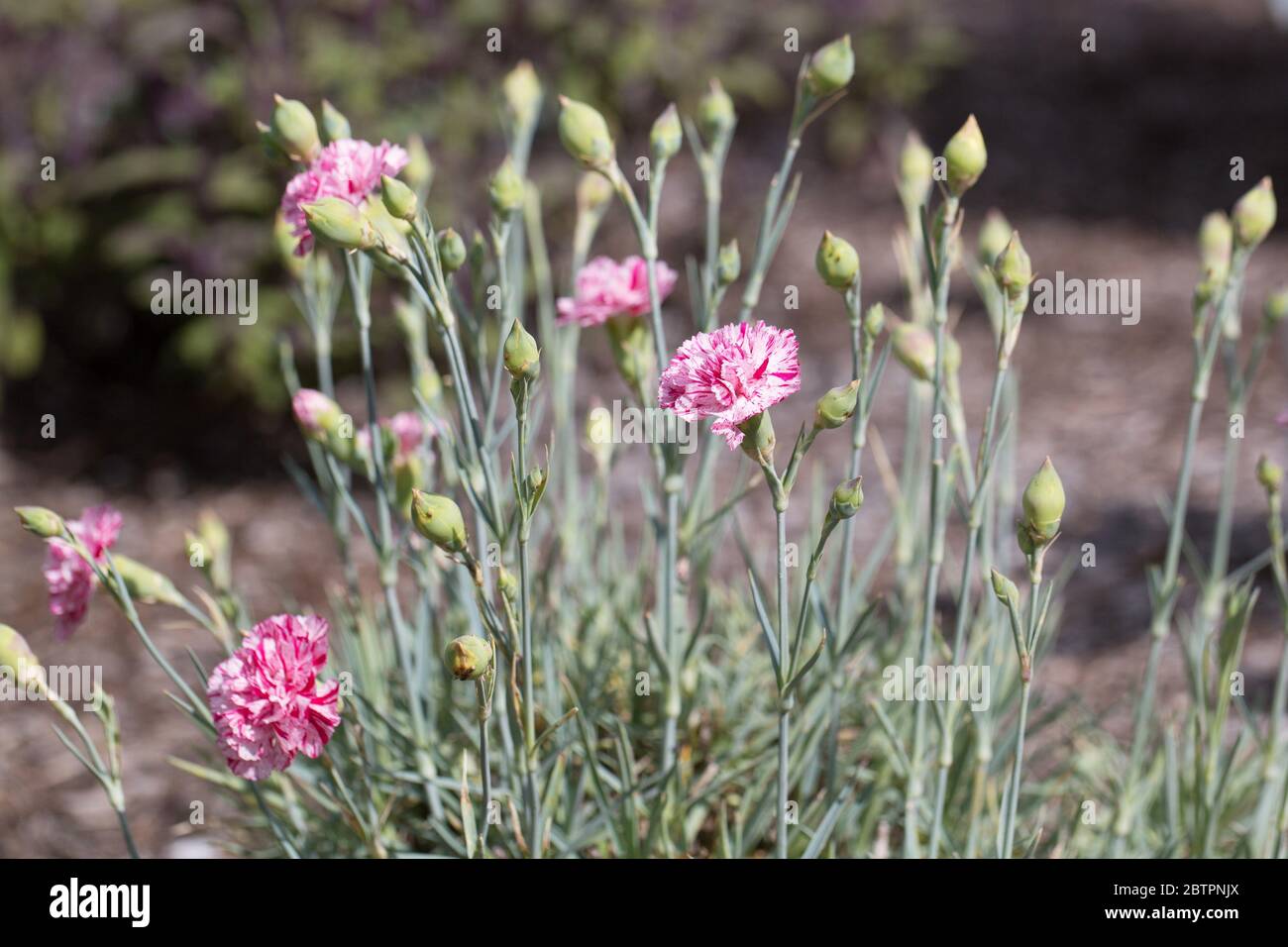 Dianthus 'Pinball Wizard'. Stockfoto
