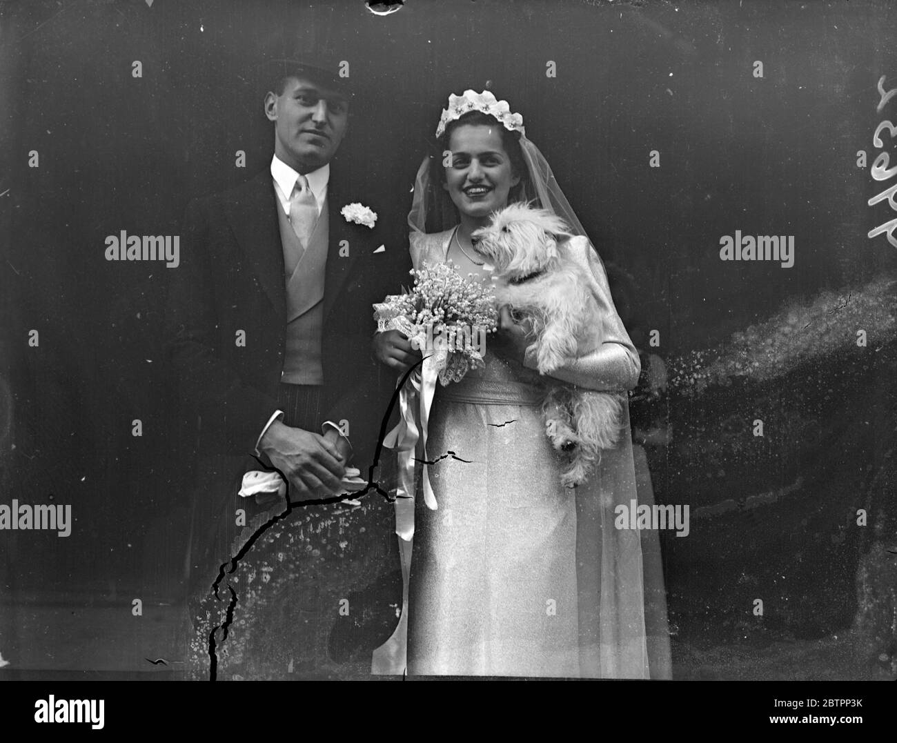 Haustier Hund "gratuliert" die Braut. Miss Anne Mocatta war mit Paul Phillipson in der Synagoge Edgware Road verheiratet. Foto zeigt, die Braut von ihrem Haustier Hund begrüßt, als sie die Synagoge nach der Hochzeit verlassen. Juli 1938 Stockfoto