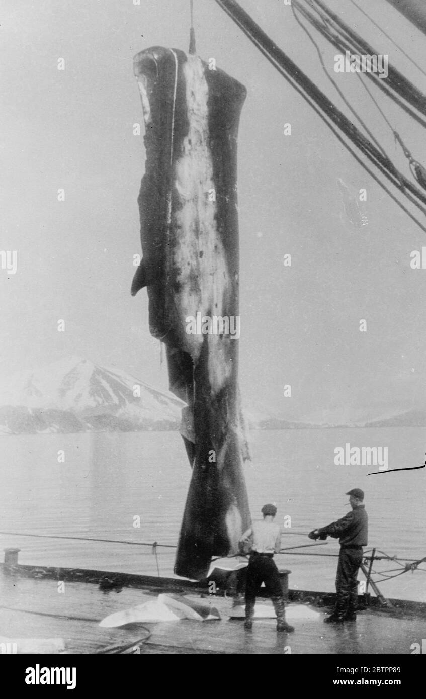 Einmal eine Wales-Mantel-Formation!. Zwei Walfänger schneiden einen riesigen Lügner Wal-Blätscher auf dem Deck des sowjetischen Walfangschiffs "Aleuta" in der Behringsee, dem Zentrum der sowjetischen Walfangindustrie. Es gibt durchschnittlich sieben Tonnen von blubber zu essen, während. Der Blubber wird in riesigen Bottichen geschmolzen und in der Industrie eingesetzt. Februar 1938 Stockfoto