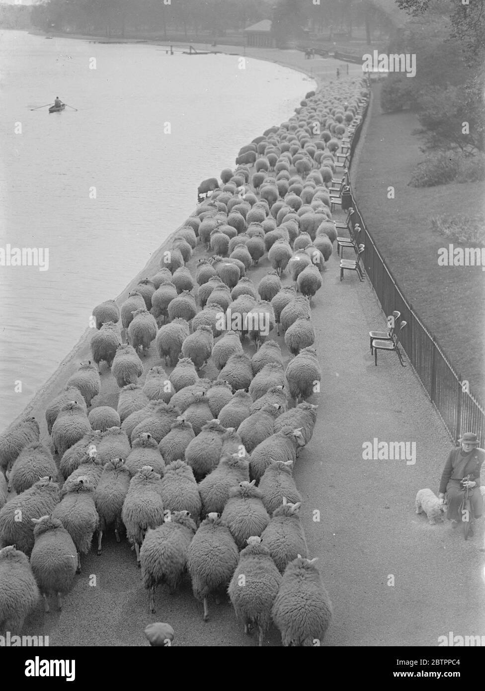 Der Morgen "eilte zur Arbeit". Die Schafe im Hyde Park schlängeln sich entlang der Serpentine, während sie auf der Suche nach Weiden gehen. Stockfoto