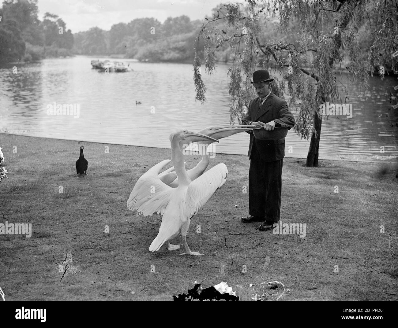 Pelican war pikiert. Ein ungeduldiger Pelikan schlägt wütend seine Flügel, als sein Kumpel im St James Park London die erste Fischration am See erhält. Juli 1938 Stockfoto