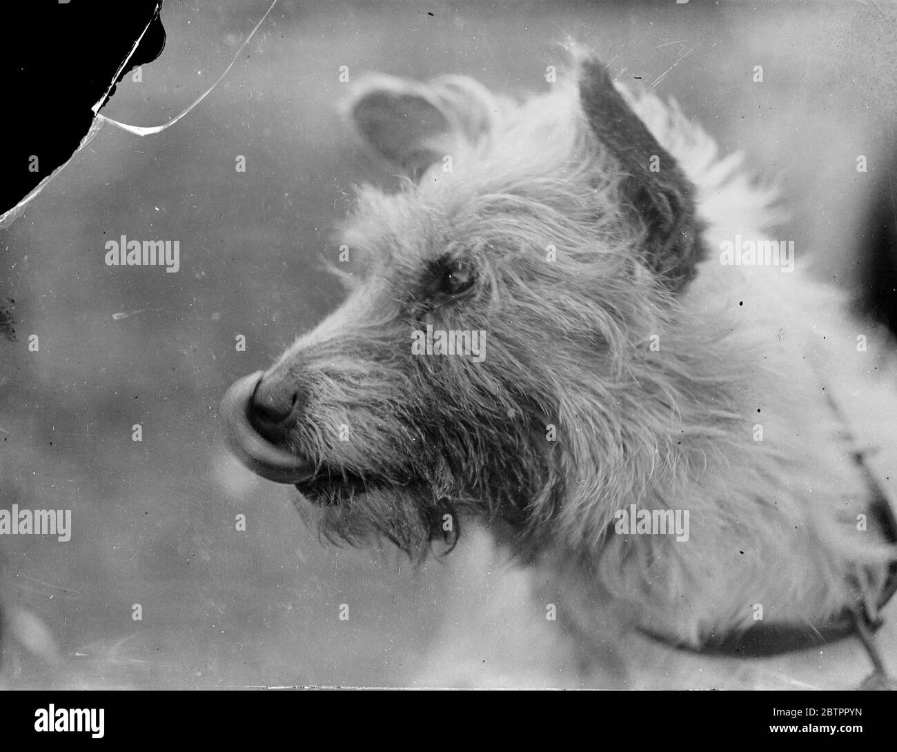 Ein Hund leckt den Mund. 1933 Stockfoto