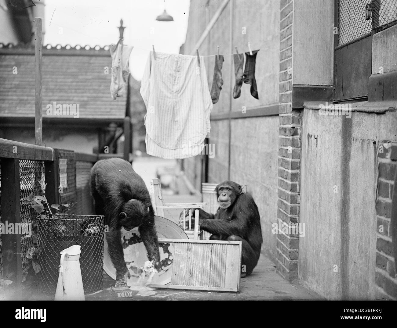 Die Schimpansen wuschen aber! Peter hängt die Kleider aus. Als Peter und Jackie, die Schimpansen des Londoner Zoos, hörten, dass ihr Pfleger gerade in den Urlaub gehen würde, beschlossen sie offenbar, seine Wäsche für ihn zu waschen und könnten seine Rechnung für die Wäsche gekürzt werden. Jedenfalls waren ein Wasch- und Scheuerbrett fertig, zusammen mit viel "Material" in Form von Socken und Hemden, und das Affenhaus, die Wäsche war bald in vollem Betrieb!. Foto zeigt, eine Überraschung für die Schimpansen, wenn Peter, nicht sehr überraschend, über die Wanne tropft und das Wasser über den Boden wirbelt. Jackie, rechts, gibt auf Stockfoto