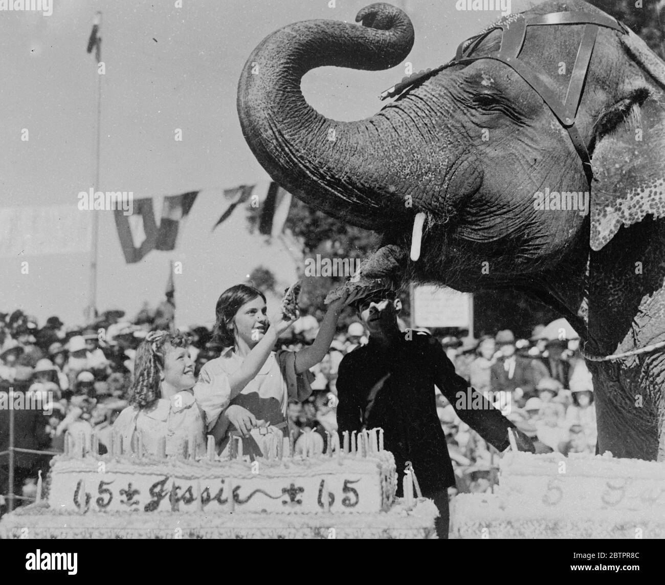 Jessie stand vor ihrem Geburtstagskuchen. Jessie, eine beliebte Elefantin im Taronga Park Zoo, Sydney, New South Wales, nimmt auf ihrer Geburtstagsfeier eine Portion ihrer 65. Geburtstagstorte von jungen Gästen entgegen. 20. Januar 1938 Stockfoto