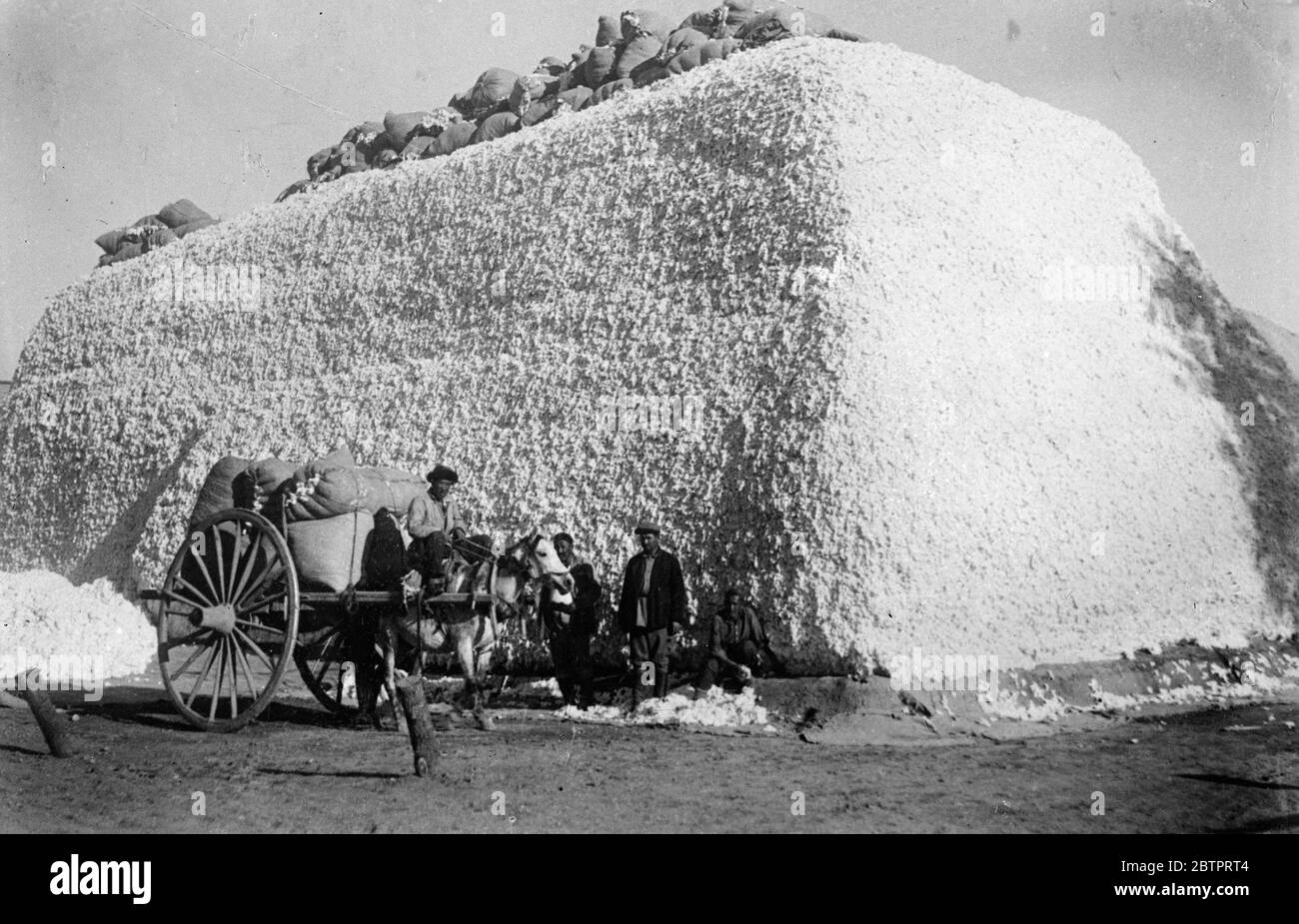 Ein Berg, der wuchs!. Weißer 'Berg' aus Baumwolle, der so etwas wie riesige Kreideblöcke aussieht, erhebt sich vom Boden am Sammelpunkt des Tischtepa-Kollektivbauernhofs im Kalinin-Distrikt der usbekischen Sozialistischen Sowjetrepublik. Hunderte Tonnen Baumwolle werden jeden Tag gesammelt. Foto zeigt einen soliden "Block" aus Baumwolle auf der Chash Tepa Collective Farm in Usbekistan. Dezember 1937 Stockfoto