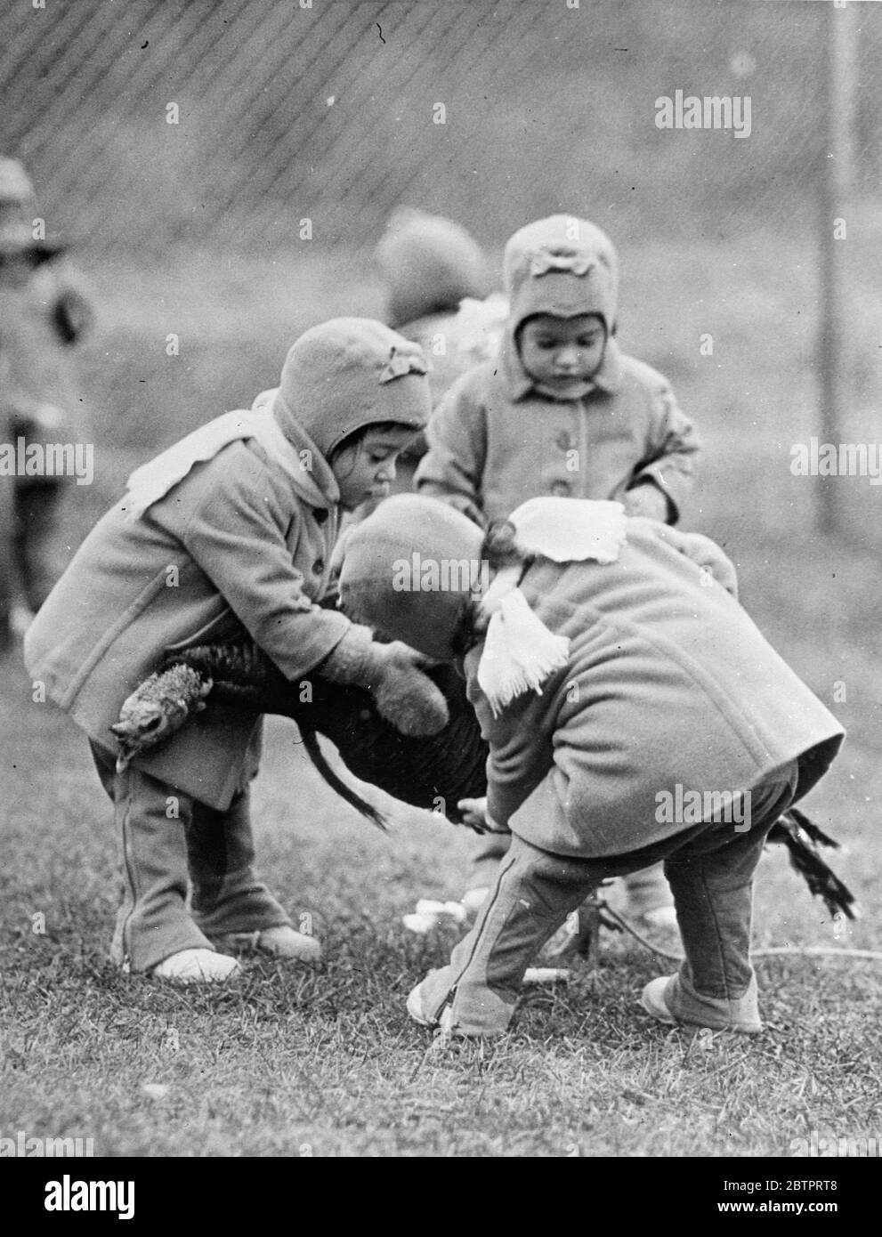 Die Kine machen einen Kill, fast!. Ihre Münder und Bewässerung an der Erinnerung an das Weihnachtsgericht des vergangenen Jahres, begrüßten die Dionne Quintuplets die Einführung in eine echte Live-türkei mit gemischten Emotionen in ihrem Callender, Ontario, Kindergarten. Die Plumpheit des Vogels zog Maries Aufmerksamkeit an, aber Emilie wurde von seinen brillanten Federn angezogen. Yvonne und Annette schienen mit den Vögeln zu sympathisieren, Cecile, allein von den Mädchen, weigerte sich, etwas damit zu tun zu haben. Foto zeigt, die Dionne Quintlets scheinen ihren 'töten'. Marie, yvonne und Annette sind entschlossen, die türkei-Shant-Flucht t Stockfoto