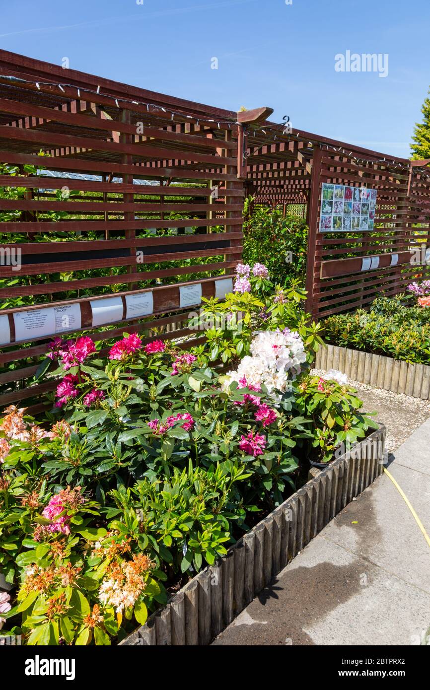 Ein britisches Gartencenter mit einer Vielzahl von Pflanzen zum Verkauf auf dem Display Stockfoto