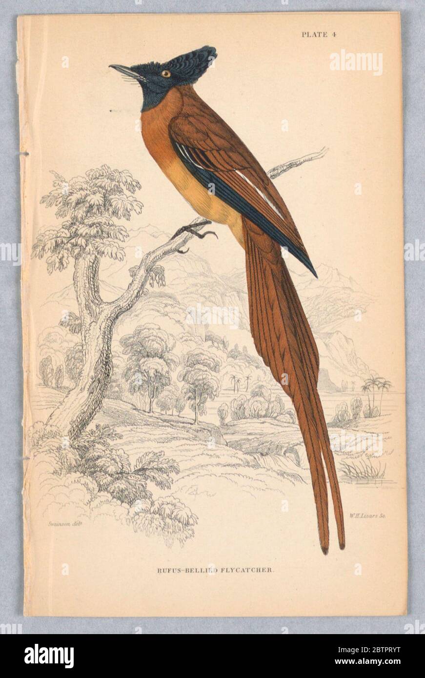Rüsselbauchige Fliegenschnäpper Platte 4 von Birds of Western Africa. Forschung in ProgressenLangschwanziger brauner Vogel mit teilweise schwarzen Flügeln und schwarzem Kopf und Wappen. Auf einem Zweig mit Ebene und Berge dahinter. Titel und Künstlernamen unten. Stockfoto