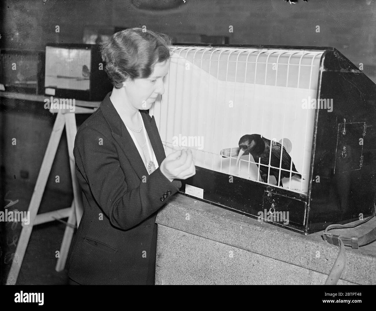 Seltener Vogel bei der Londoner Show. Die Ausstellung 'Bird Fancy' findet in der Royal Horticultural Hall, Westminster, statt. Foto zeigt, ein Mädchen füttert einen Cornish Chough, einen sehr seltenen britischen Vogel, der jetzt fast ausgestorben ist. Dezember 1937 Stockfoto