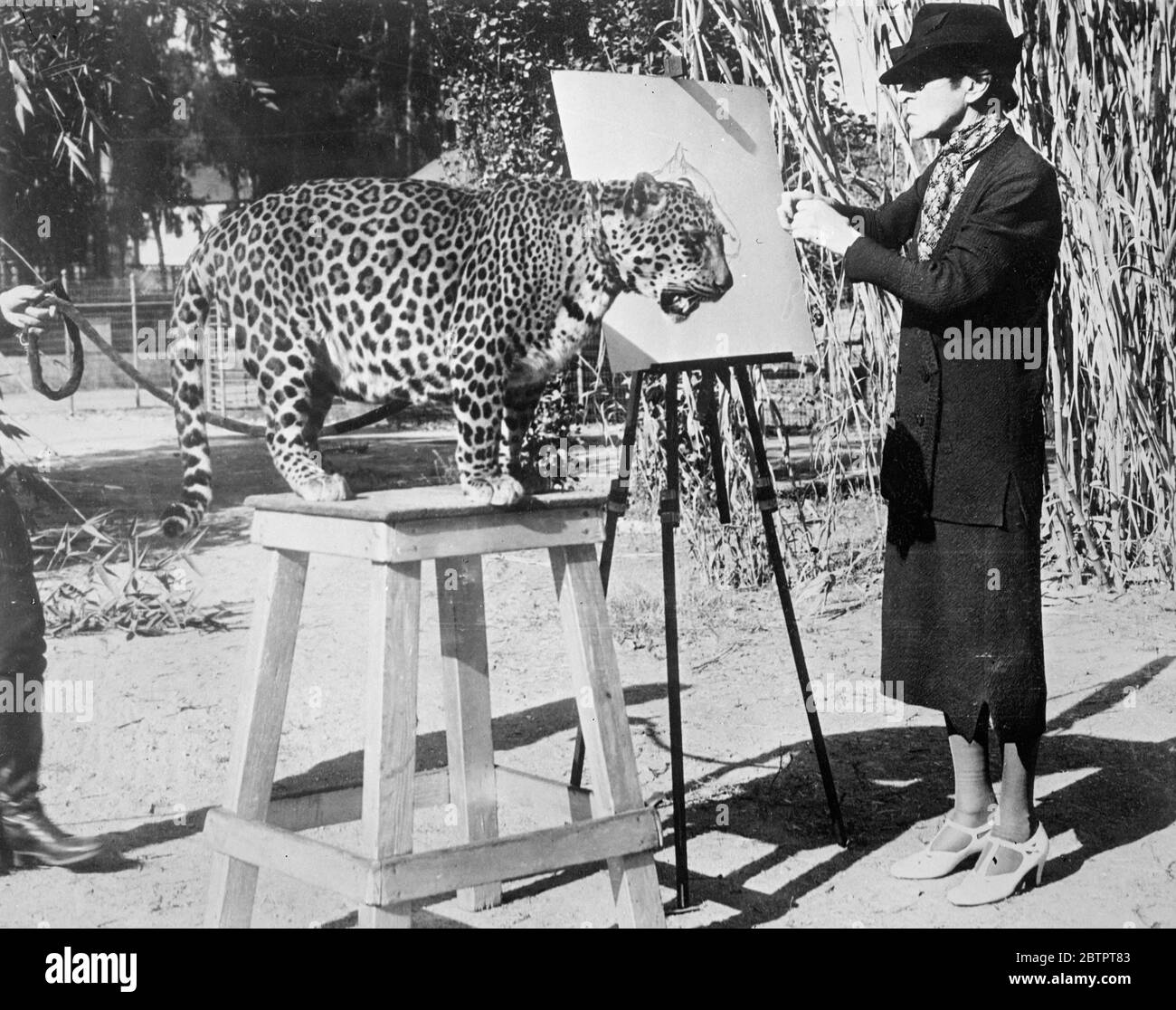 Gefährliche Nahaufnahme! London Künstler Skizzen im California Zoo. Miss Maud Earl of London berühmte Tiermalerin, kommt ihrem Thema näher und malt eine Nahaufnahme von Nissa, Hollywood Leopard, die in mehreren Filmen mitgewirkt hat, im California Zoological Park, Los Angeles, USA. Stockfoto