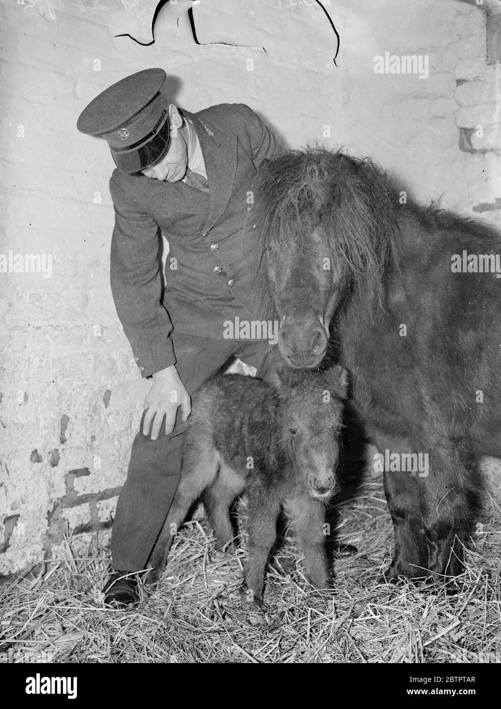 Das Baby des Blitzes. Shetland Ponys heute im Zoo geboren. Ein Fohlen, das bereits Dot getauft wurde, wurde heute (Montag) zu Blitzen geboren, einem der Shetland Ponys im Zoo. Der Vater ist Schrott. Das Fohlen ist nur 14 cm an den Schultern, aber schon fast halb so groß wie ihre Eltern. Sie ist ihr fünftes Fohlen. Die Ponys sind bei Kindern beliebt, denen sie Fahrten geben. Foto zeigt, Lightning und ihr Fohlen Dot, heute (Montag) fotografiert. 10. Januar 1938 Stockfoto