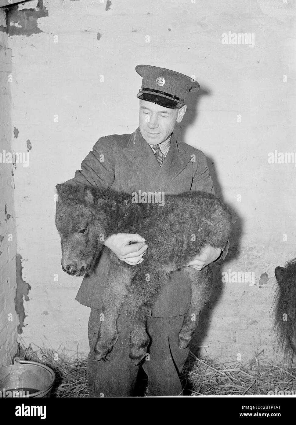 Das Baby des Blitzes. Shetland Ponys heute im Zoo geboren. Ein Fohlen, das bereits Dot getauft wurde, wurde heute (Montag) zu Blitzen geboren, einem der Shetland Ponys im Zoo. Der Vater ist Schrott. Das Fohlen ist nur 14 cm an den Schultern, aber schon fast halb so groß wie ihre Eltern. Sie ist ihr fünftes Fohlen. Die Ponys sind bei Kindern beliebt, denen sie Fahrten geben. Foto zeigt, Punkt in den Armen des Torhüters. 10. Januar 1938 Stockfoto
