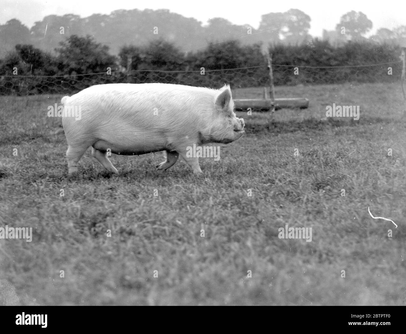 Champion Schwein: B. H. Brent. 1934 Stockfoto