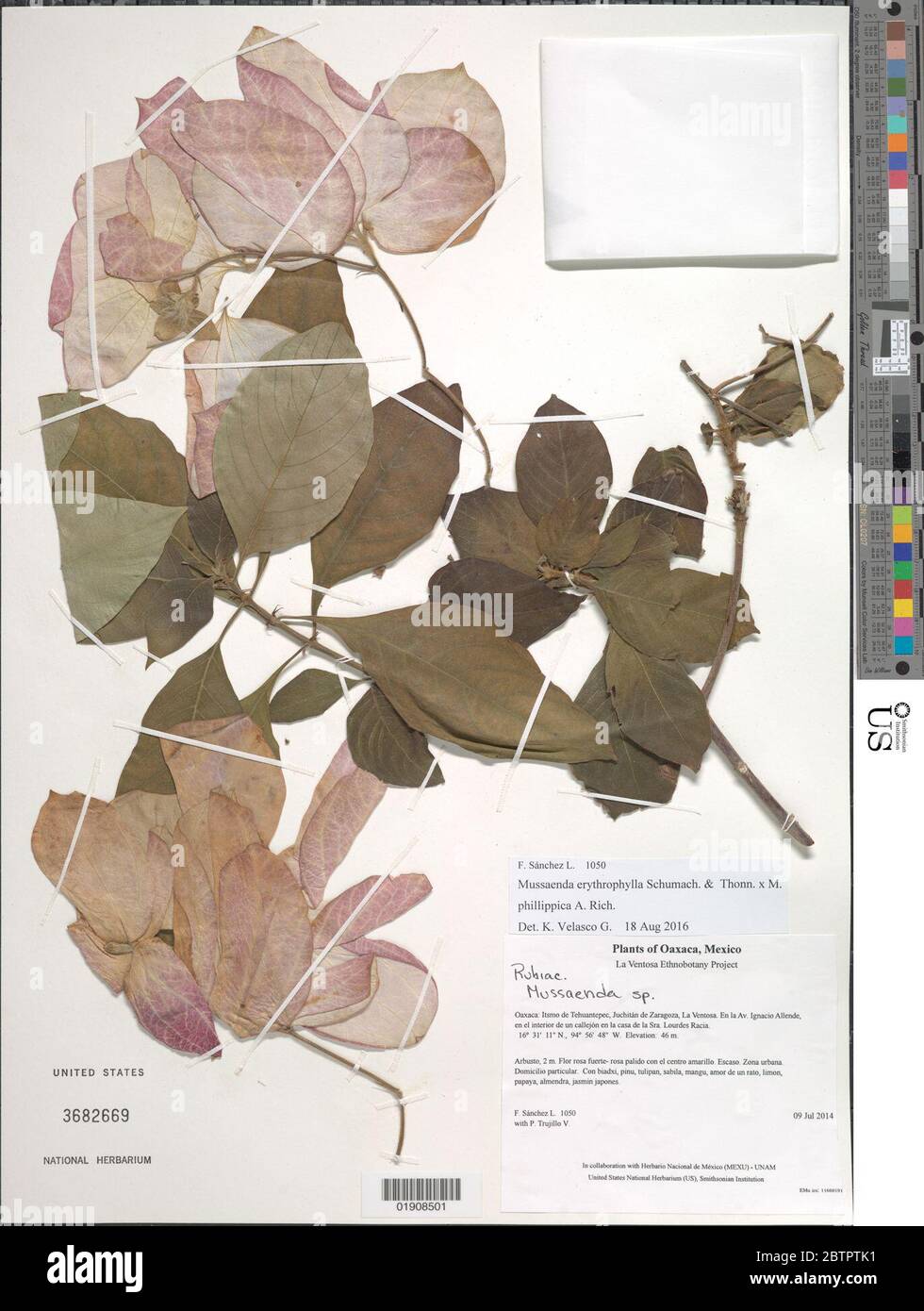 Mussaenda erythrophylla Schumach Thonn x M phillippica A rich. Stockfoto
