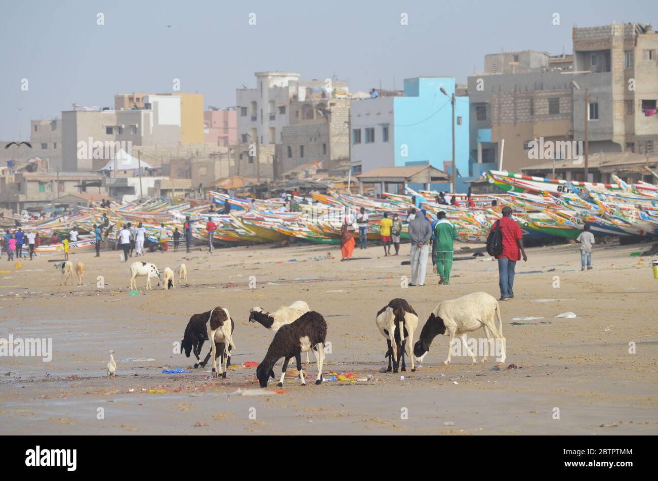 Schafe wühlen im Müll am Yoff Beach, einem bevölkerungsreichen Küstenviertel in Dakar, Senegal Stockfoto