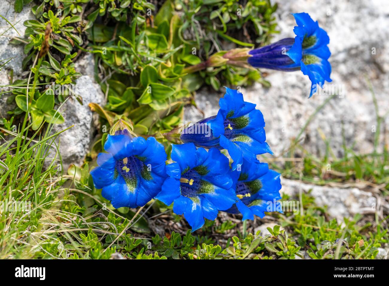 Blumen von Gentiana acaulis Stockfoto