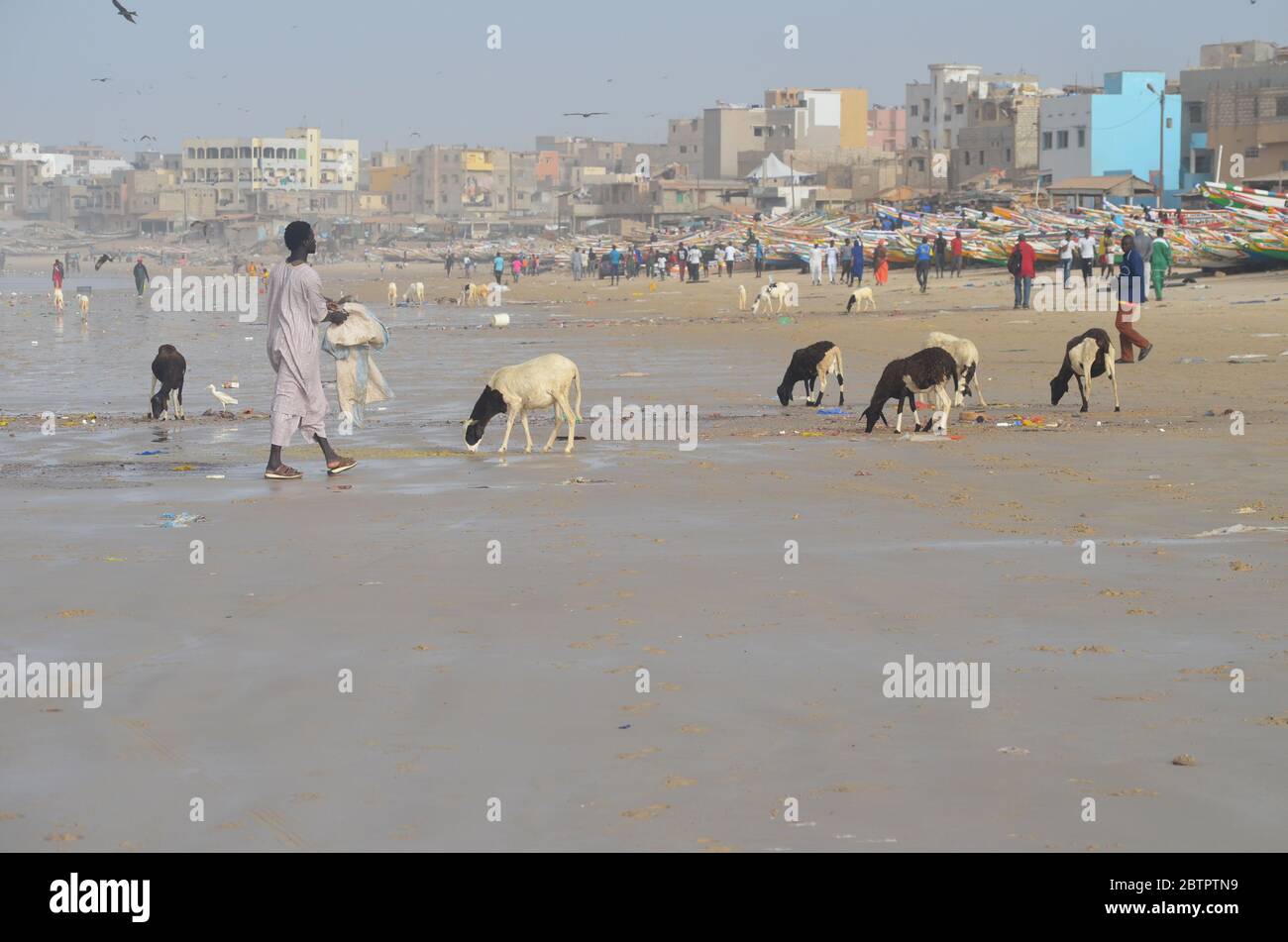 Schafe wühlen im Müll am Yoff Beach, einem bevölkerungsreichen Küstenviertel in Dakar, Senegal Stockfoto