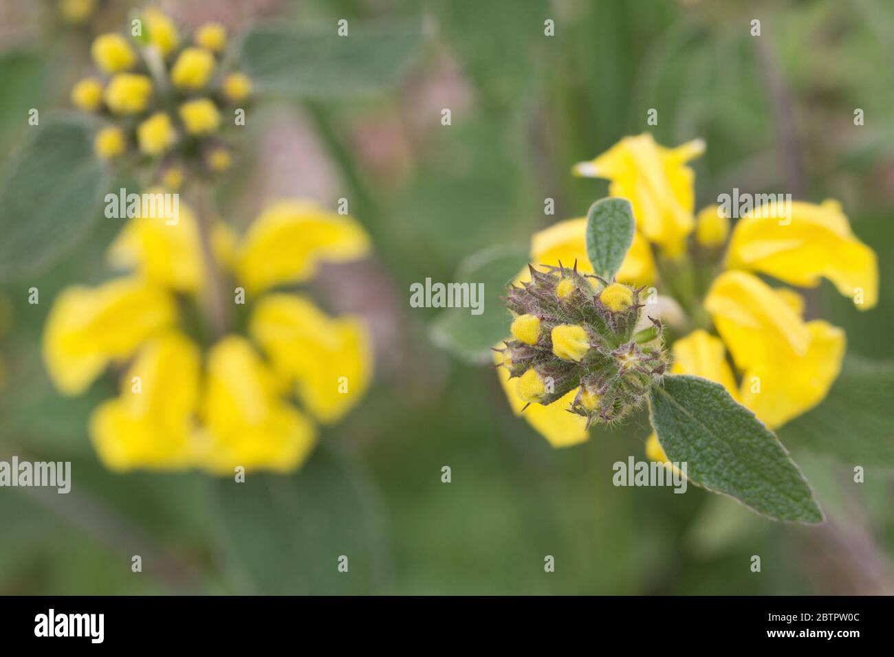 Türkische pflanzen Fotos und Bildmaterial in hoher Auflösung Alamy