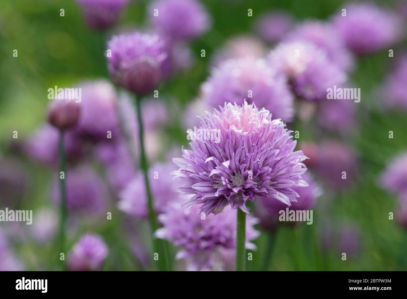 Allium tuberosum - Knoblauchzauch, blühend. Stockfoto