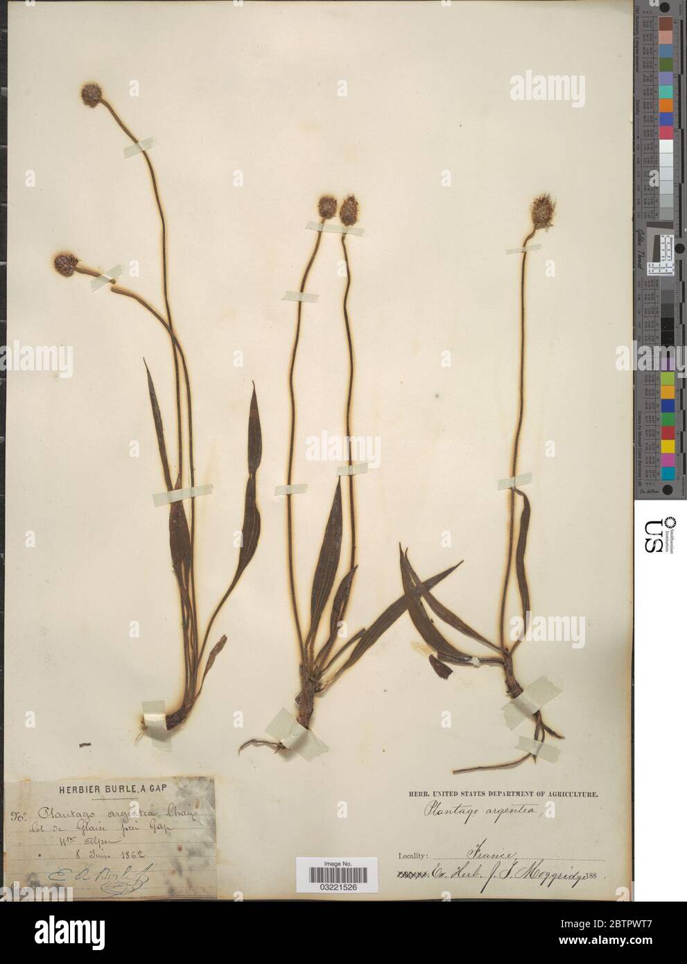 Plantago argentea Chaix. Stockfoto