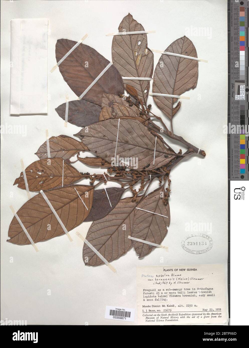 Platea excelsa var borneensis Blume Sleumer. Stockfoto