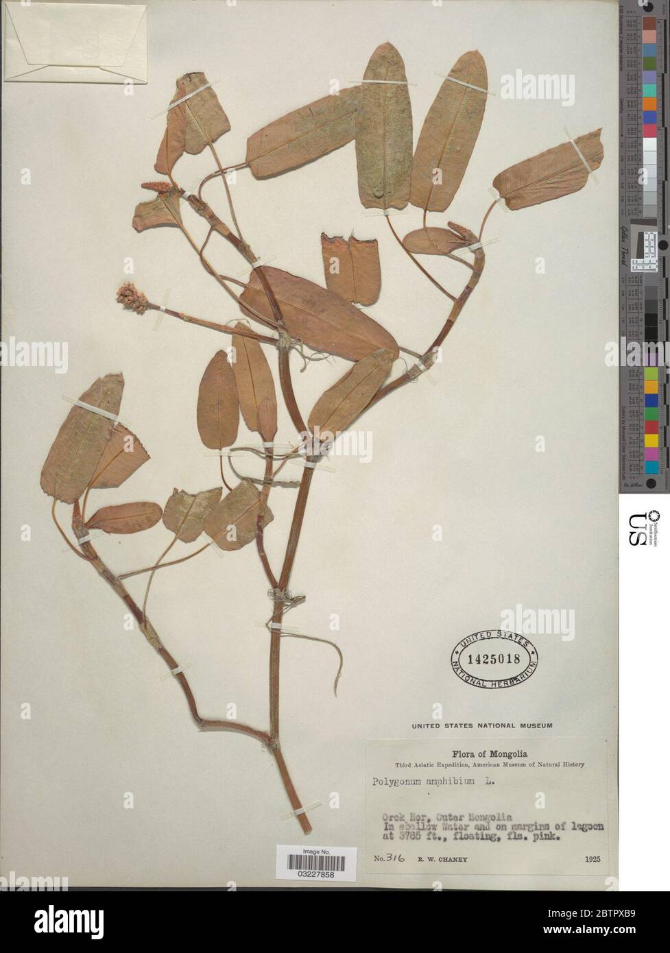 Polygonum amphibium L. Stockfoto